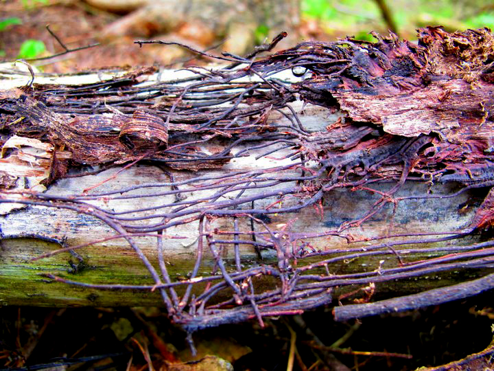 honey mushroom bootlaces